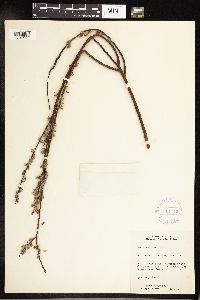 Salix petiolaris image