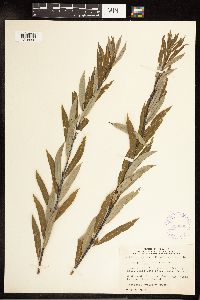 Salix petiolaris image