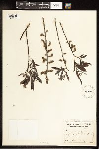 Salix petiolaris image