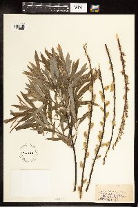 Salix petiolaris image