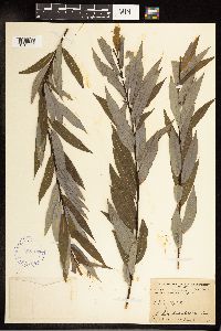 Salix petiolaris image