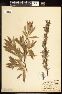 Salix petiolaris image