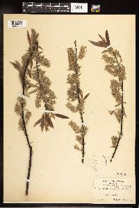 Salix petiolaris image