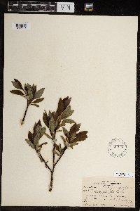Salix planifolia image