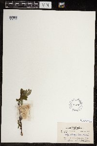 Salix planifolia image