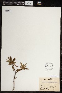 Salix planifolia image
