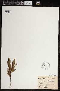 Salix planifolia image