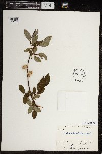 Salix planifolia image