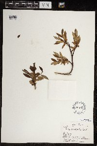 Salix planifolia image