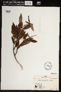 Salix planifolia image