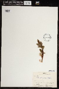 Salix planifolia image