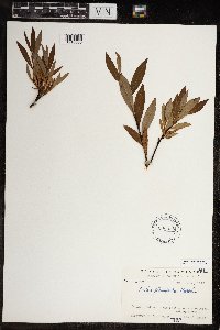 Salix planifolia image