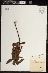 Salix planifolia image