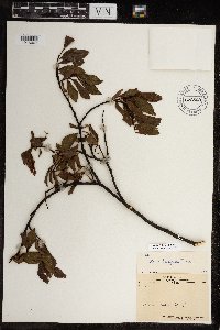 Salix planifolia image