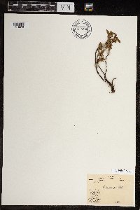 Salix planifolia image