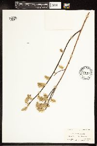 Salix planifolia image