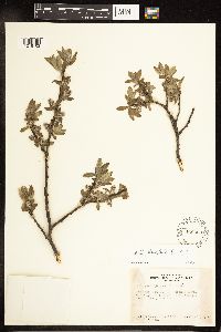 Salix planifolia image
