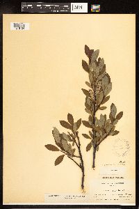 Salix planifolia image