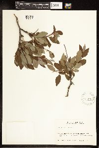 Salix planifolia image