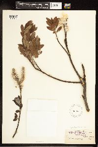 Salix planifolia image