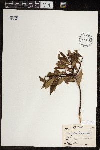 Salix planifolia image