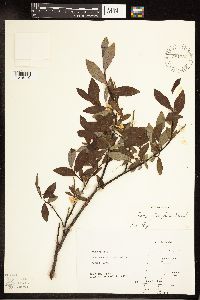 Salix planifolia image