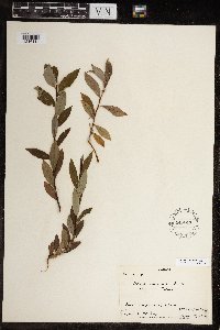 Salix planifolia image