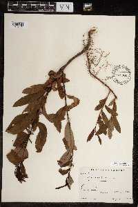 Salix planifolia image