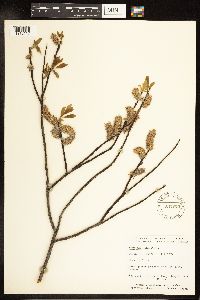 Salix planifolia image