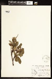 Salix planifolia image