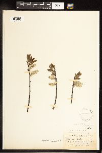 Salix planifolia image