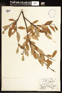 Salix planifolia image