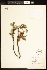 Salix planifolia image