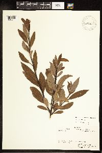 Salix planifolia image