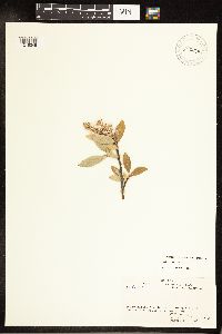 Salix planifolia image