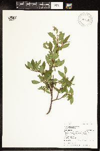 Salix planifolia image