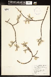 Salix planifolia image