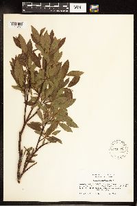 Salix planifolia image