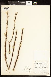 Salix planifolia image