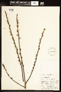 Salix planifolia image