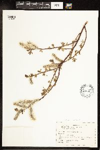 Salix planifolia image