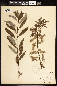 Salix petiolaris image