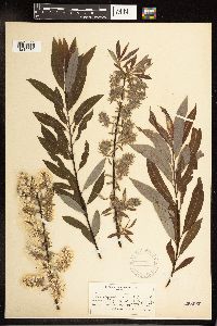 Salix petiolaris image