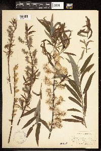 Salix petiolaris image