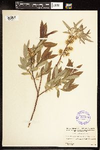 Salix petiolaris image