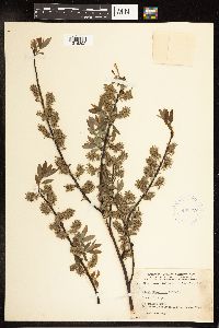 Salix petiolaris image