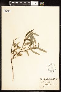 Salix petiolaris image
