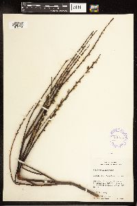 Salix petiolaris image