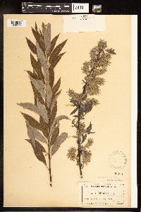 Salix petiolaris image