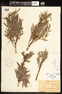Salix petiolaris image